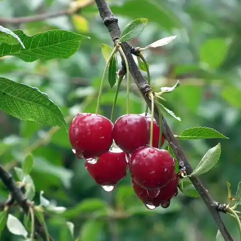 Árboles frutales estándar