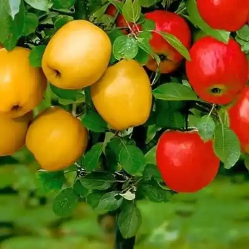 Vivero de árboles frutales en Puławy